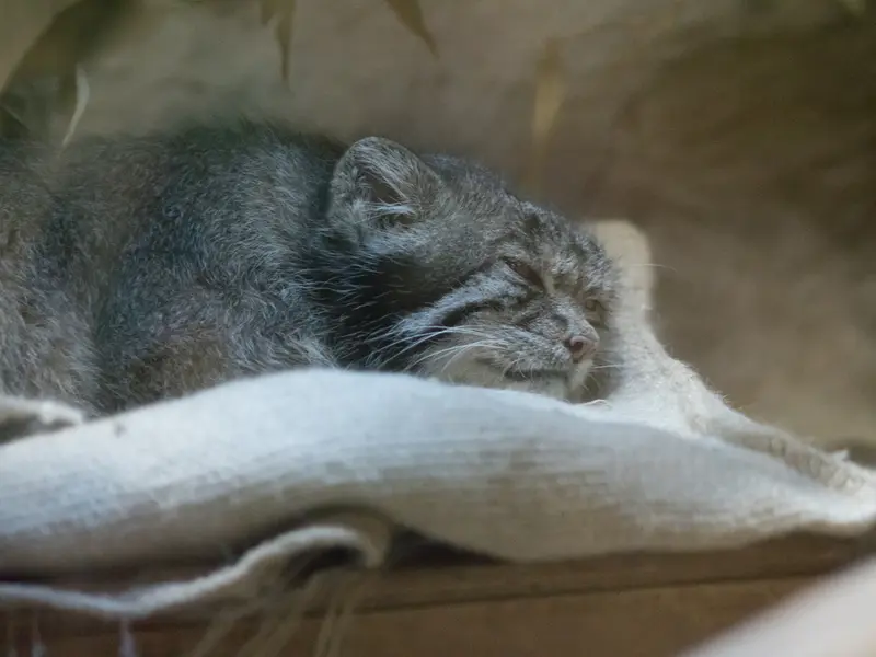 恩賜上野動物園のクリョンの写真