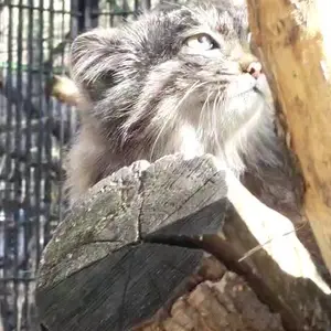 ノヴォシビルスク動物園のグレイの写真