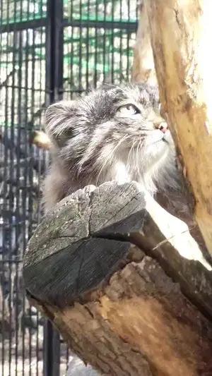 ノヴォシビルスク動物園のグレイの写真