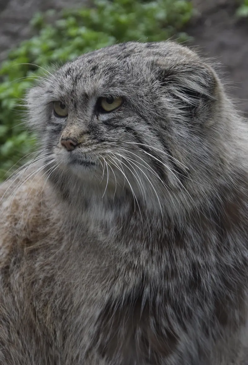 ブダペスト動物園・植物園のマヌエルの写真