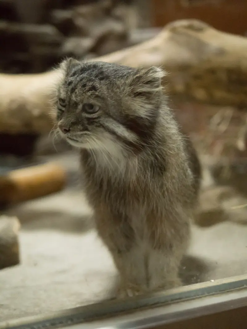 恩賜上野動物園のクリョンの写真
