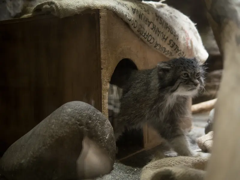 恩賜上野動物園のクリョンの写真