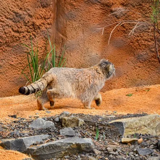 プラハ動物園のスパイの写真