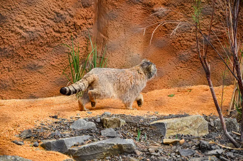プラハ動物園のスパイの写真
