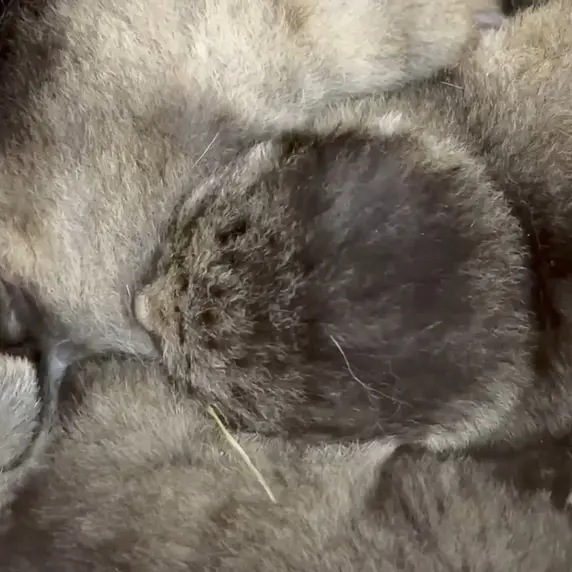 レニングラード動物園のマヌルネコの写真