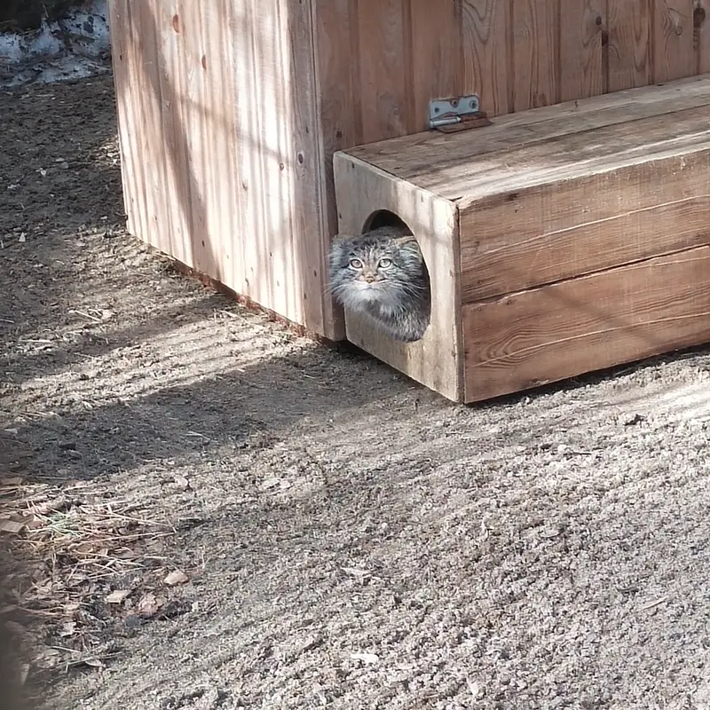 ノヴォシビルスク動物園のカトゥンの写真