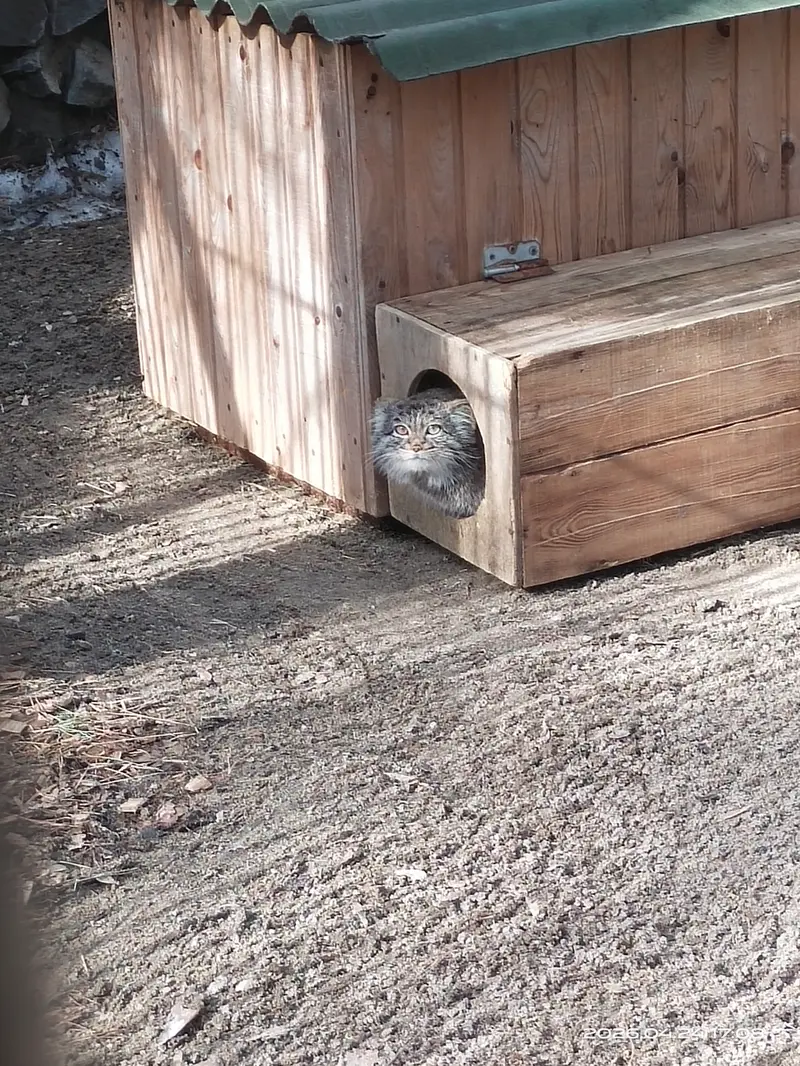 ノヴォシビルスク動物園のカトゥンの写真