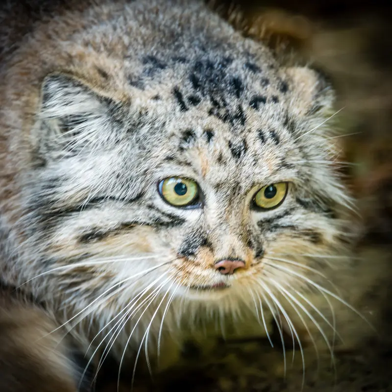 ビッグ・キャット・サンクチュアリのジェスロの写真