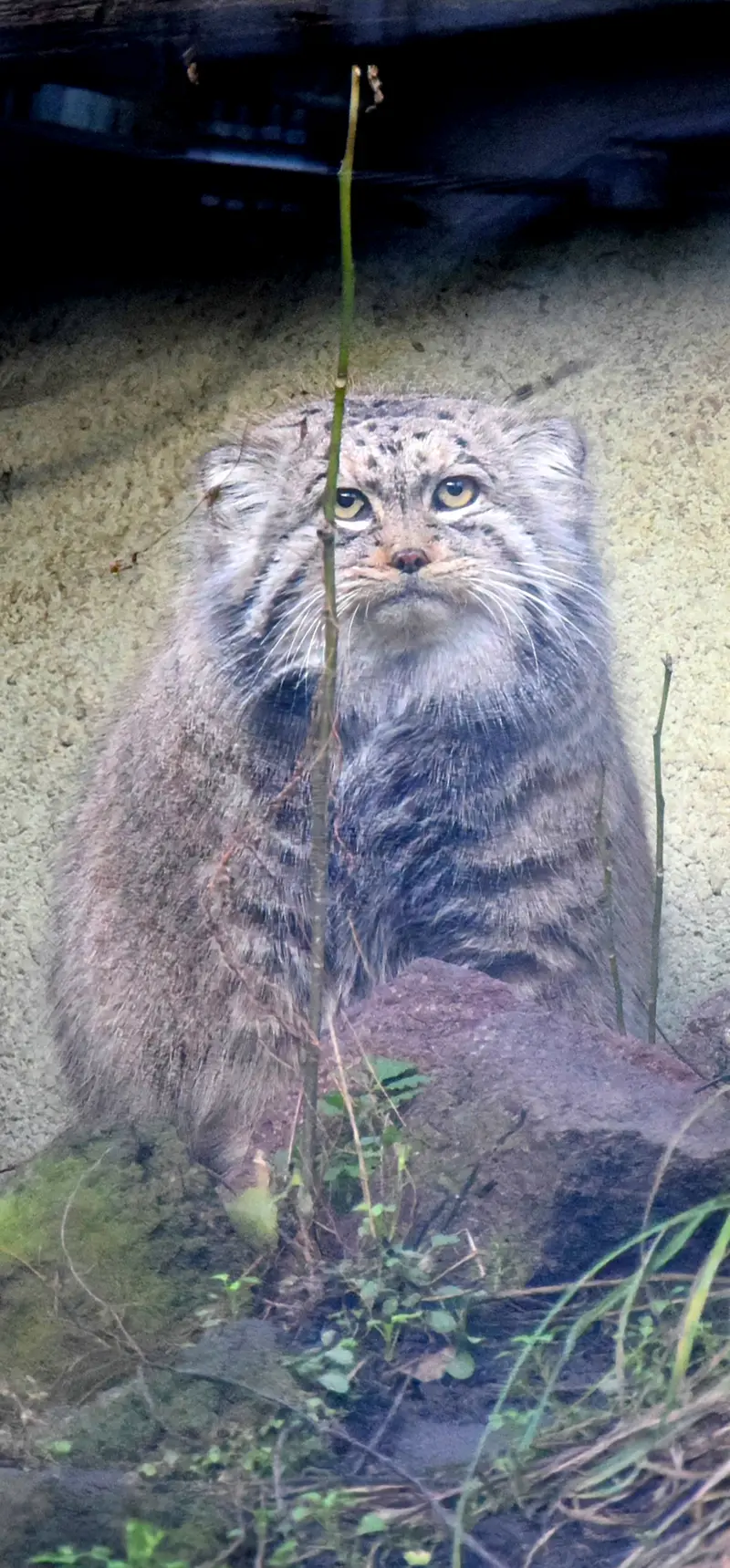 ブダペスト動物園・植物園のボフスの写真