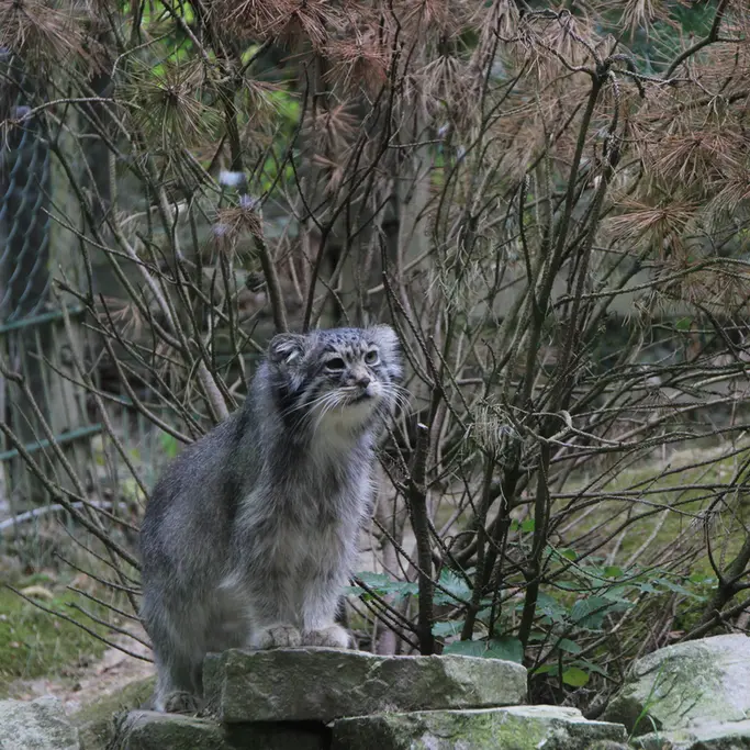 オペル動物園のバトゥの写真