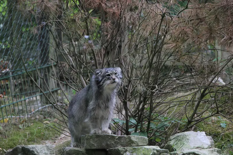 オペル動物園のバトゥの写真