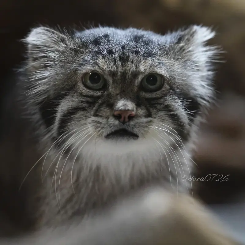 恩賜上野動物園のクリョンの写真