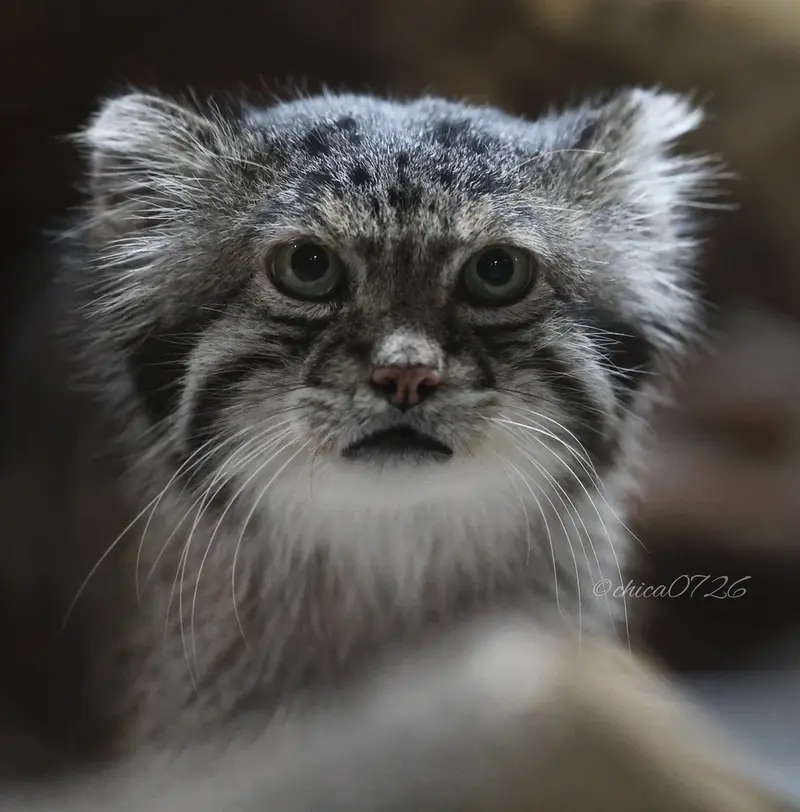 恩賜上野動物園のクリョンの写真