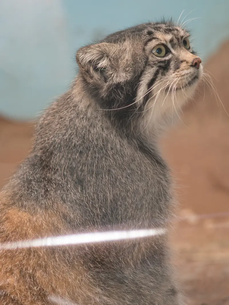神戸市立王子動物園のイーリスの写真