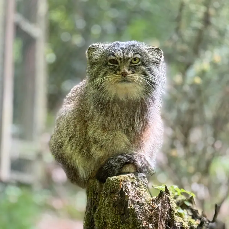 オペル動物園のバトゥの写真