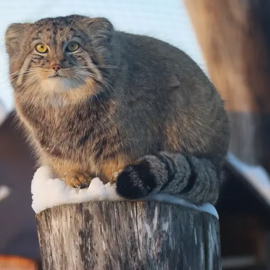 コルケアサーリ動物園のカッティ・マッティの写真