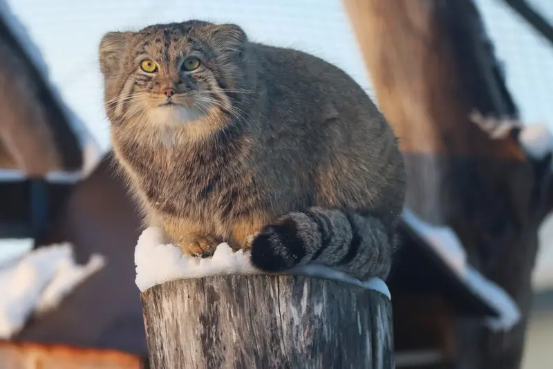 コルケアサーリ動物園のカッティ・マッティの写真
