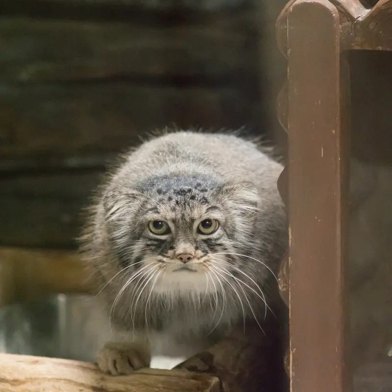 恩賜上野動物園のサフランの写真