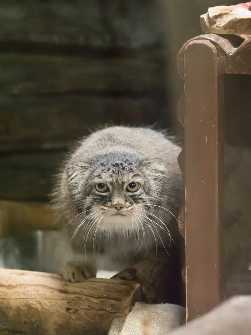 恩賜上野動物園のサフランの写真