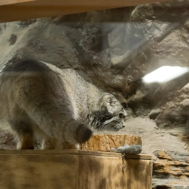 恩賜上野動物園のクリョンの写真