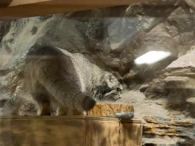 恩賜上野動物園のクリョンの写真