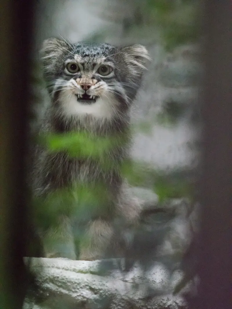 野毛山動物園のフィーガの写真