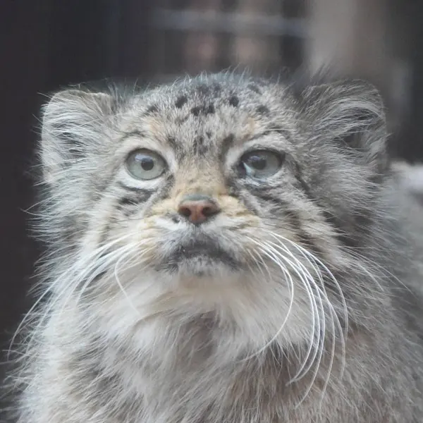 埼玉県こども動物自然公園のマヌルネコのタビー