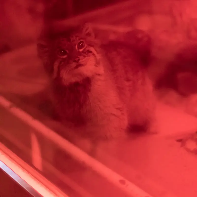 恩賜上野動物園のナイマの写真