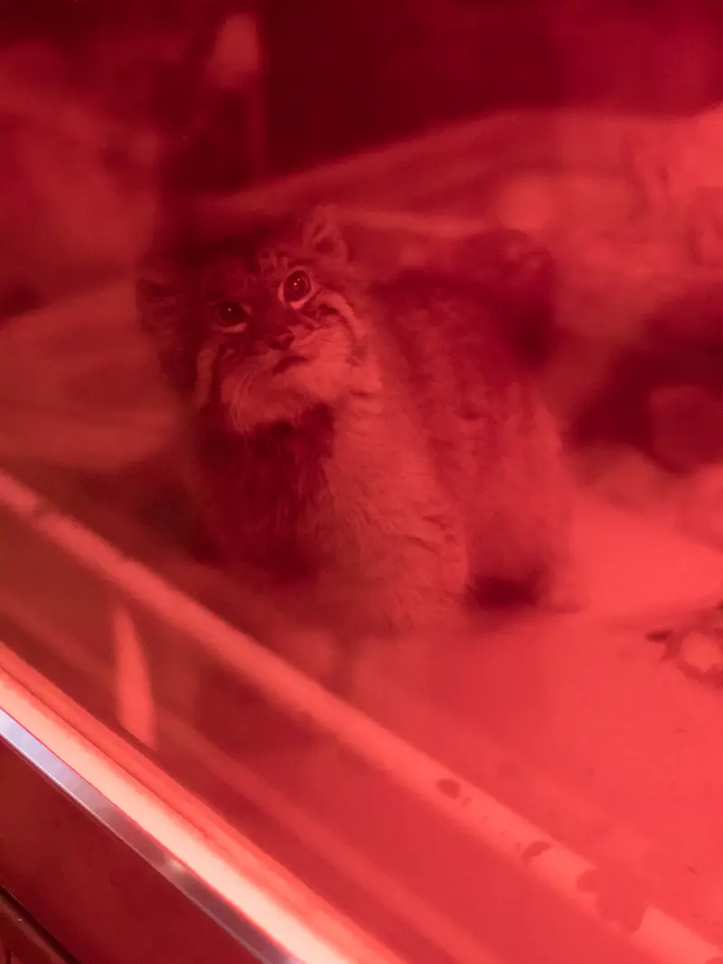 恩賜上野動物園のナイマの写真