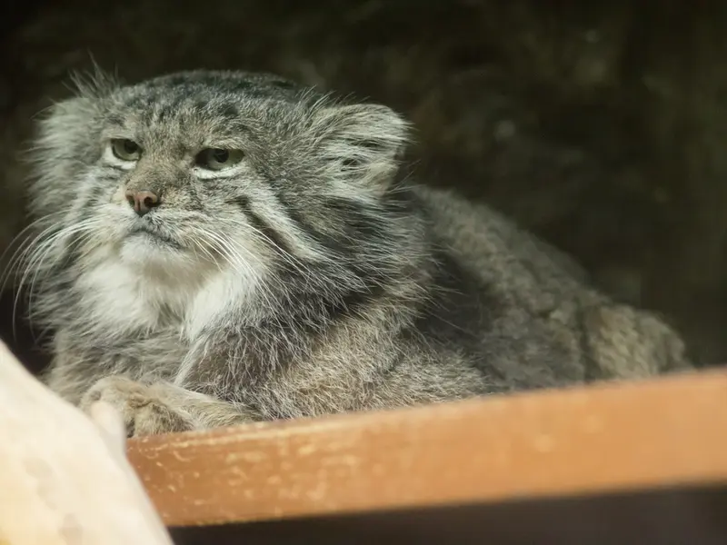 恩賜上野動物園のクリョンの写真