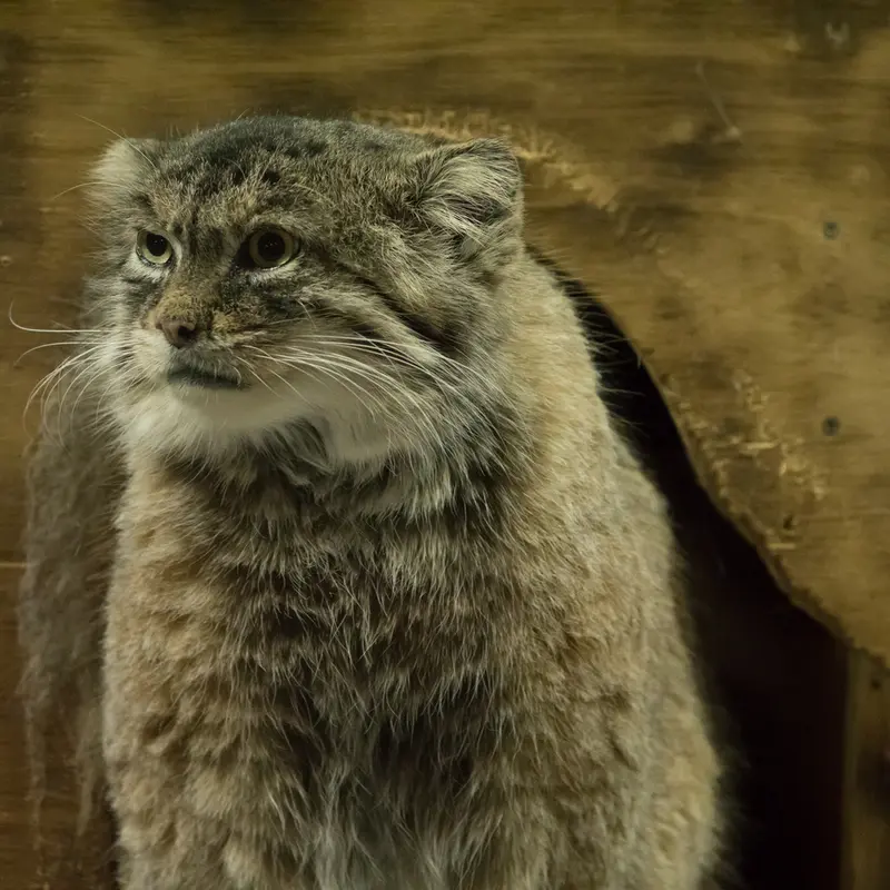 恩賜上野動物園のプリームラの写真