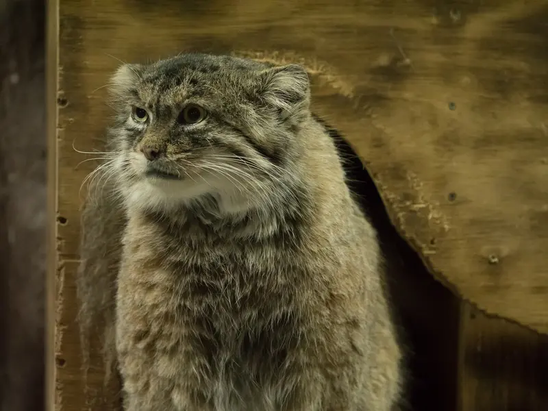 恩賜上野動物園のプリームラの写真