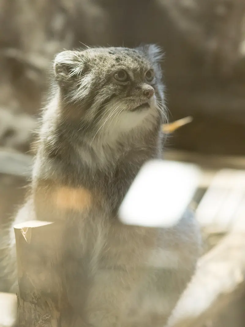恩賜上野動物園のクリョンの写真