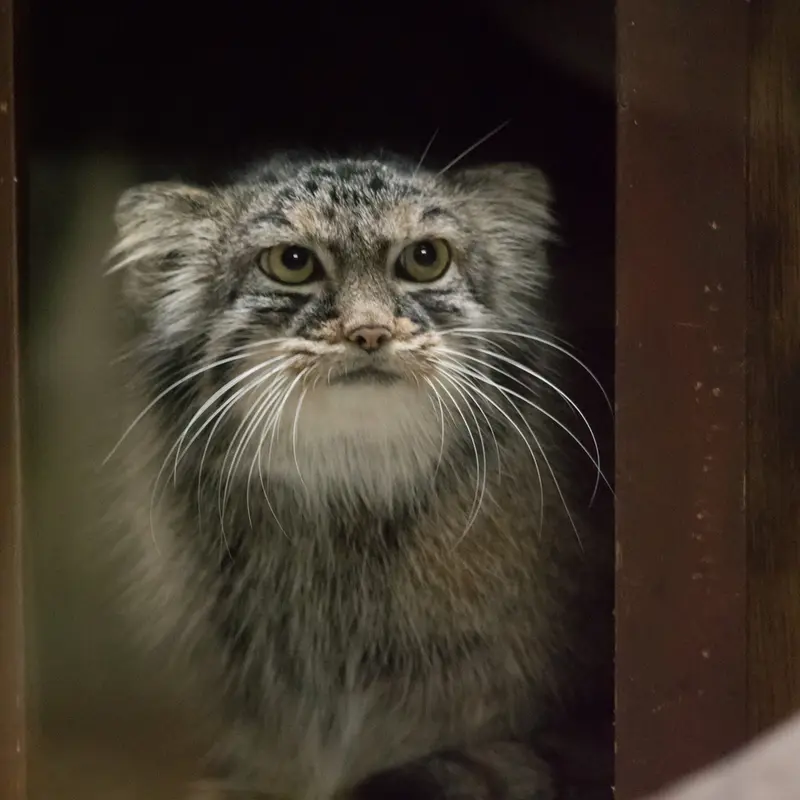 恩賜上野動物園のサフランの写真