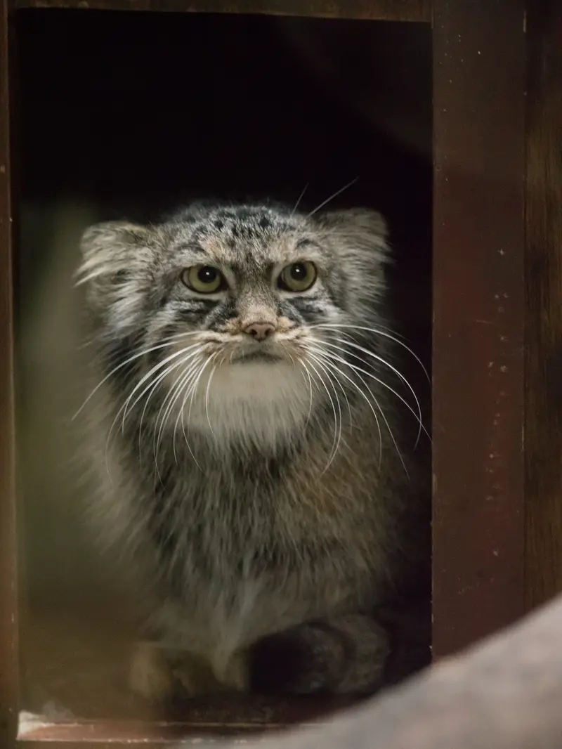 恩賜上野動物園のサフランの写真