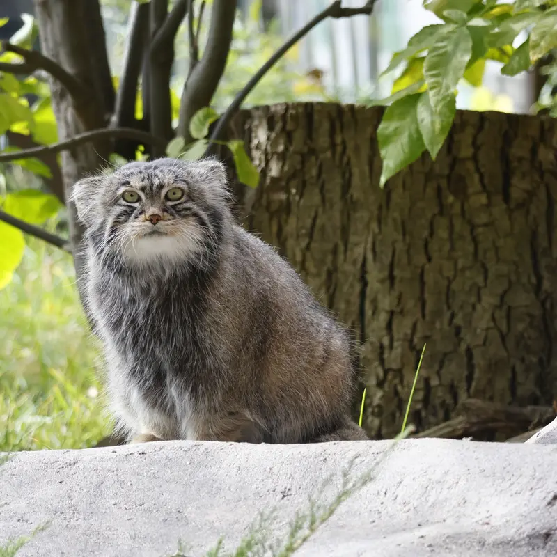 モスクワ動物園のティモフェイの写真