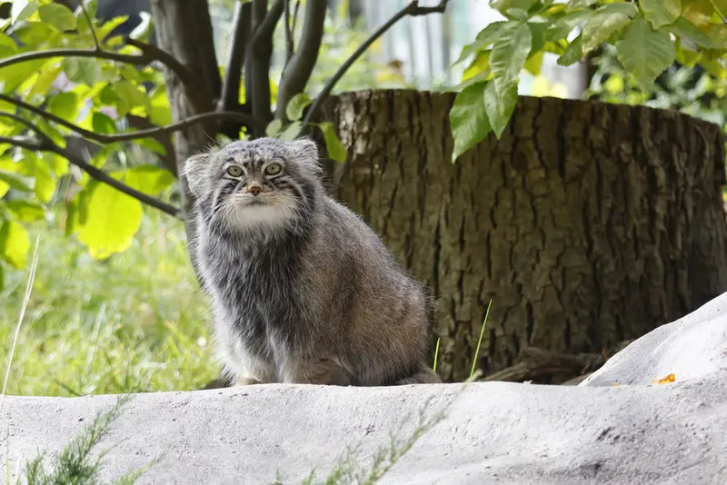 モスクワ動物園のティモフェイの写真
