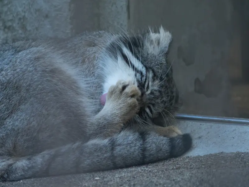 野毛山動物園のフィーガの写真