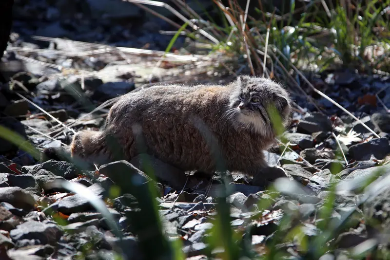 オストラヴァ動物園のモイラの写真