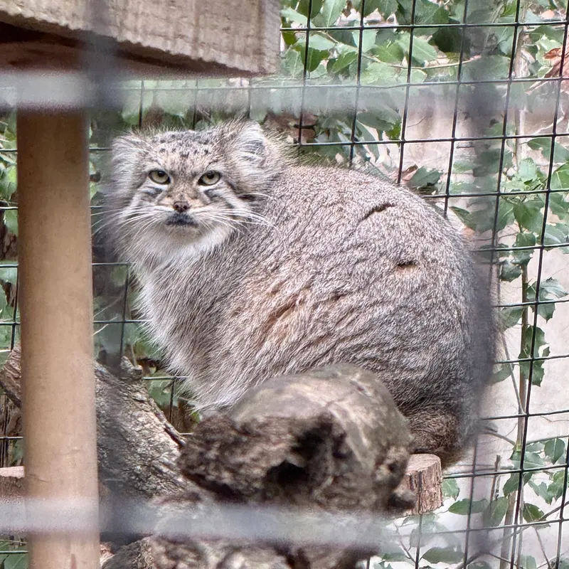 スミソニアン国立動物園のアカルの写真