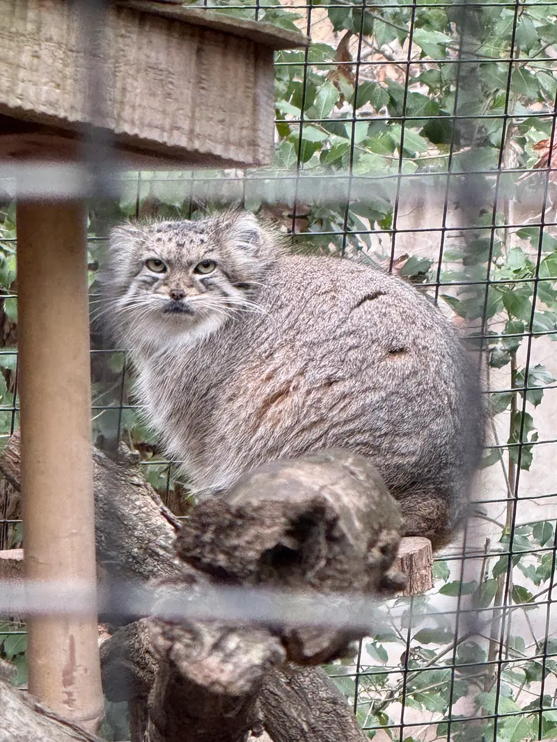 スミソニアン国立動物園のアカルの写真