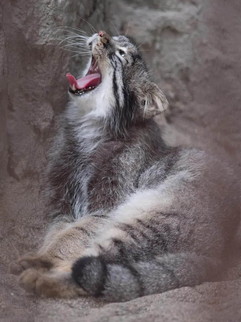 野毛山動物園のフィーガの写真