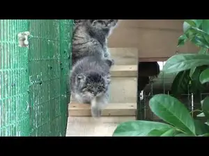 ビッグ・キャット・サンクチュアリのシヴァ、トゥーラとアドゥヴァの動画