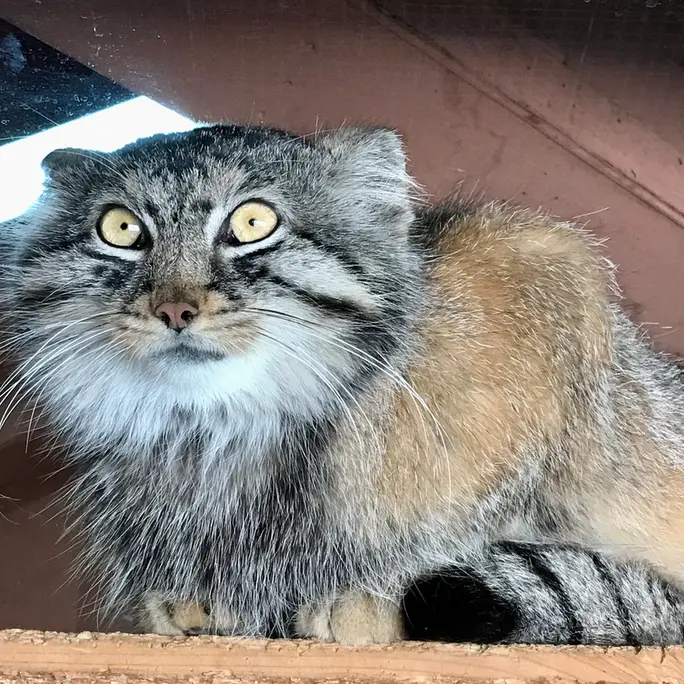 埼玉県こども動物自然公園のシャルの写真