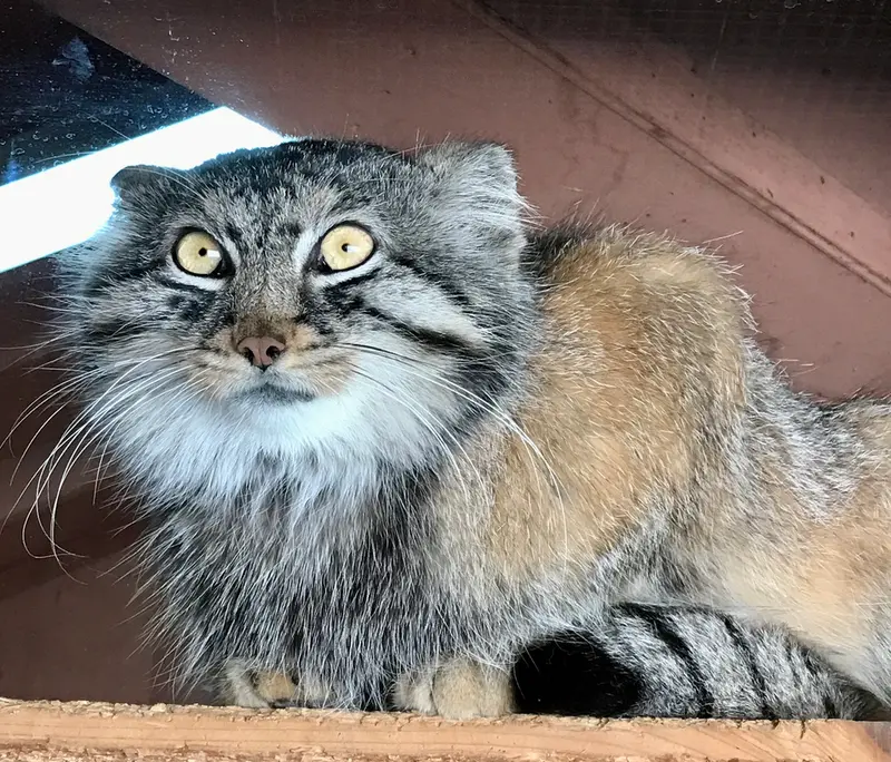 埼玉県こども動物自然公園のシャルの写真