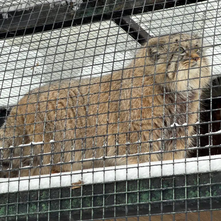 レニングラード動物園のシューの写真
