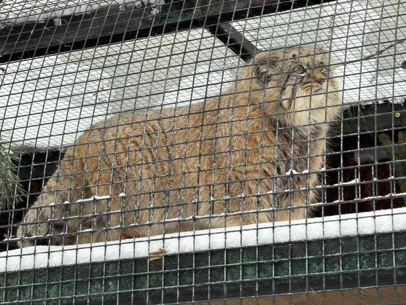 レニングラード動物園のシューの写真