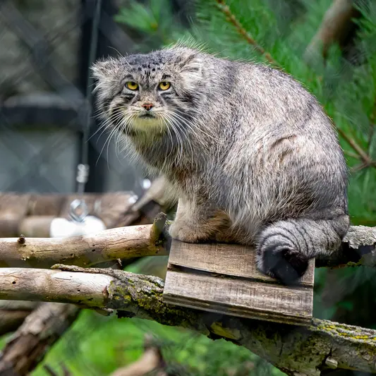ニアビ動物園のタイ・チーの写真