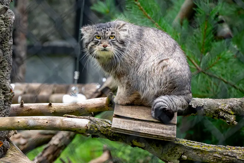 ニアビ動物園のタイ・チーの写真
