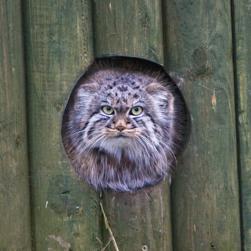 ビッグ・キャット・サンクチュアリのトゥーラの写真